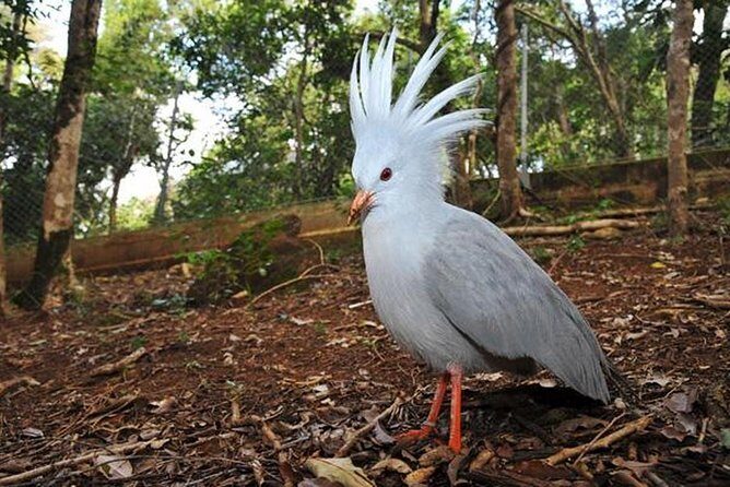 Guided City Orientation Tour of Noumea - FAQ