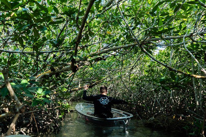 Guided Clear Kayak Eco-Tour Near Key West - What You Can Expect from This Eco-Kayaking Tour