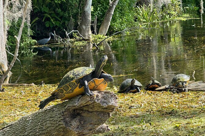 Guided Clear Kayak Tours on the Silver River - Real Talk: What People Say