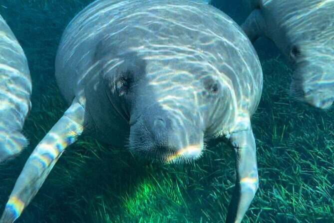 Guided Clear Kayak Tours on the Silver River - Who Should Consider This Tour?