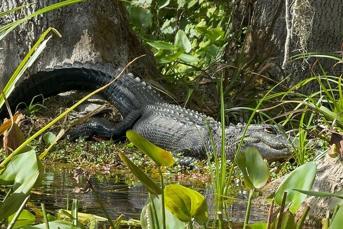 Guided Clear Kayak Tours on the Silver River - FAQ