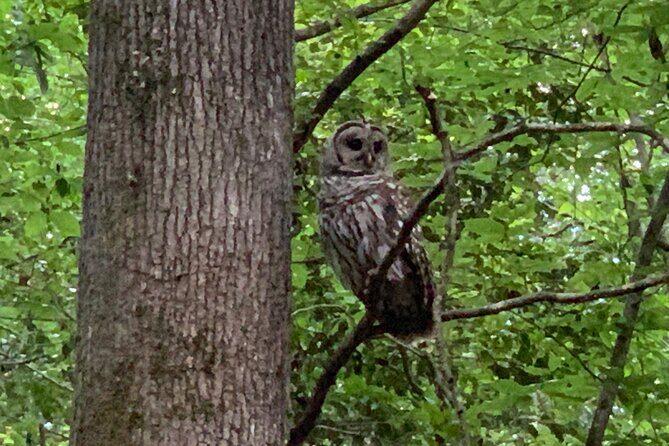Guided Congaree National Park Kayak Tour - An In-Depth Look at the Guided Congaree National Park Kayak Tour