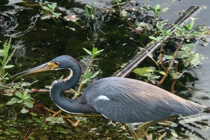 Guided Crystal River Manatee Snorkeling Tour - Exploring the Guided Crystal River Manatee Snorkeling Tour: A Down-to-Earth Review