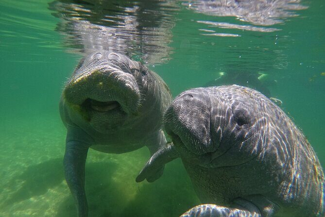 Guided Crystal River Manatee Snorkeling Tour - Key Points