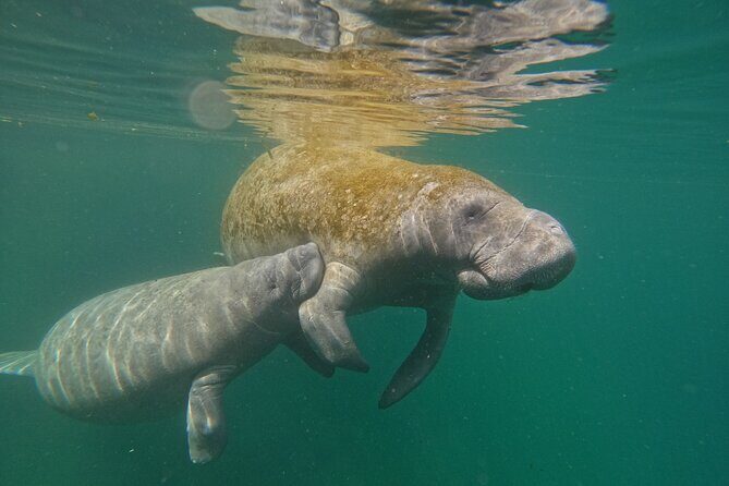Guided Crystal River Manatee Snorkeling Tour - The Experience Itself: What to Expect
