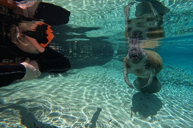 Guided Crystal River Manatee Snorkeling Tour - Value for Money