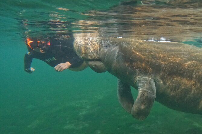 Guided Crystal River Manatee Snorkeling Tour - Real Traveler Feedback: What People Love
