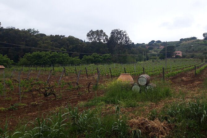Guided Cycle Tourism Wine Tour by E-Bike on the Island of Elba "Arrighi" - In Summary