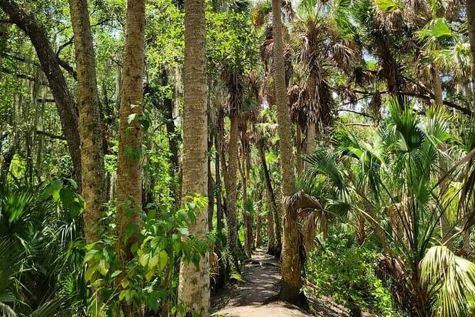 Guided Day Hike Through Florida's wild Backcountry. - What to Expect from the Guided Backcountry Hike