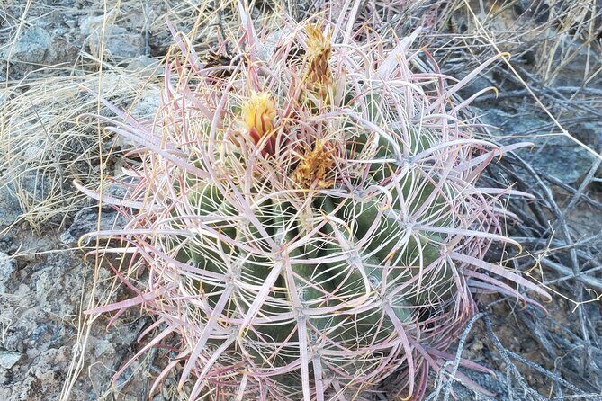 Guided Desert Sunrise or Evening/Sunset 2-Hour Hike at South Mtn - Key Points