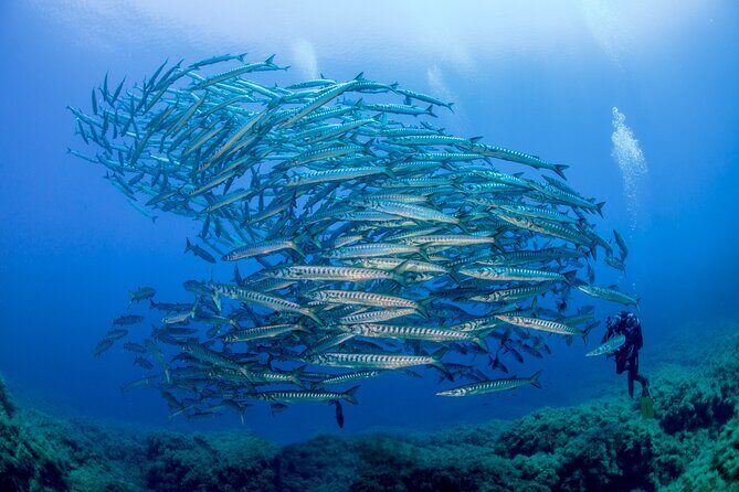 Guided diving for beginners without certification from Sorrento - FAQs