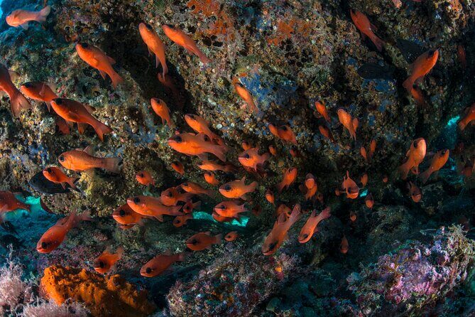 Guided diving for beginners without certification from Sorrento - Final Thoughts