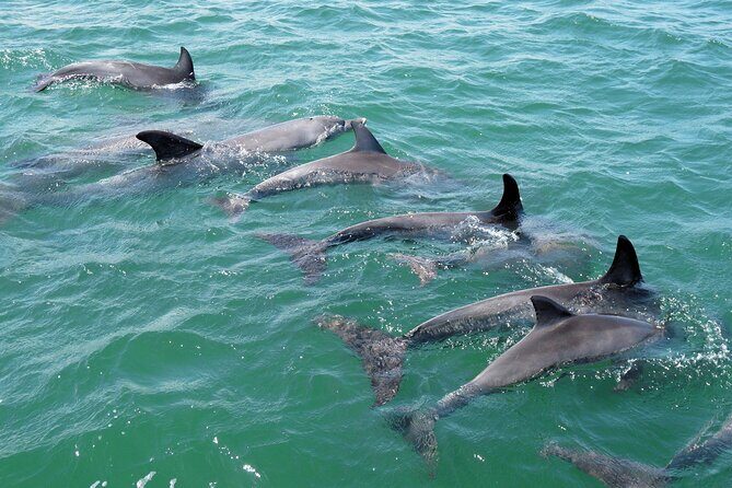 Guided Dolphin Eco-Cruise in Koombana Bay - Who Is This Tour Best For?