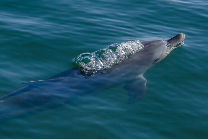 Guided Dolphin Eco-Cruise in Koombana Bay - FAQ