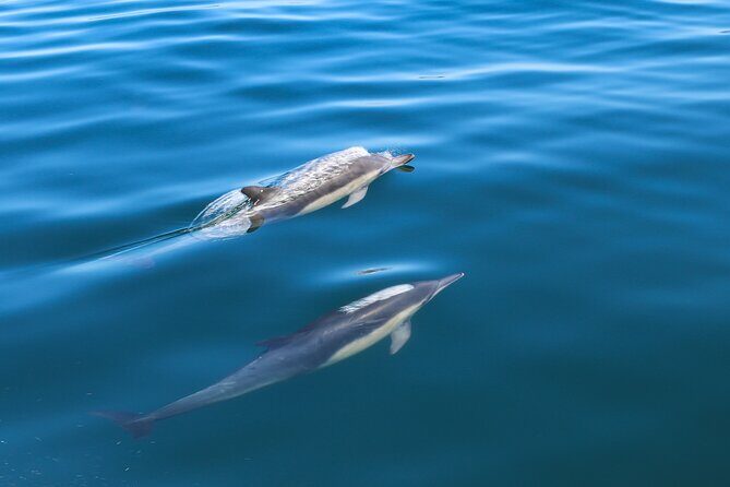 Guided Dolphin Watching in the Arrábida Natural Park - Starting Point and What to Expect at Sesimbra