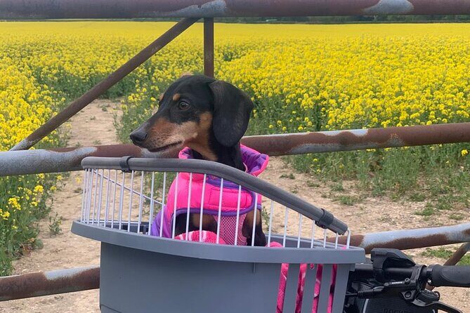 Guided E-Bike Day Trips Dorset - Discovering Dorset on Two Wheels: What to Expect