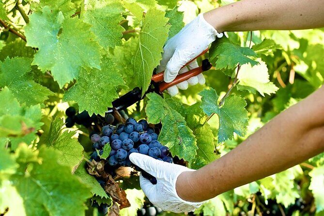 Guided E-Bike Tour with Wine Tasting from Lucca - Who Should Consider This Tour?