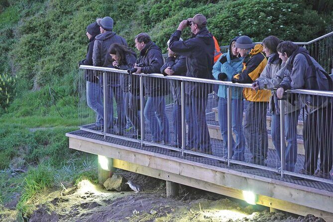Guided Evening Penguin Viewing Otago Peninsula, Dunedin, New Zealand - Key Points