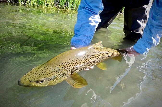 Guided Fly Fishing on Truckee River, Lake Tahoe, Truckee and Reno - The Value of the Experience