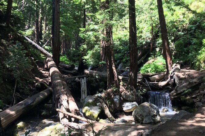 Guided full-day Big Sur hiking adventure with lunch - An In-Depth Look at the Big Sur Hiking Experience