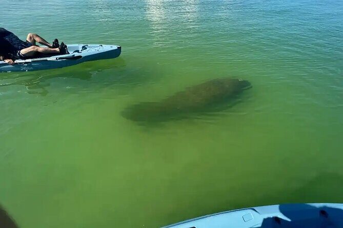 Guided Glow LED Kayak Sunset Activity in Bonita Springs - Authentic Experiences: What Travelers Are Saying