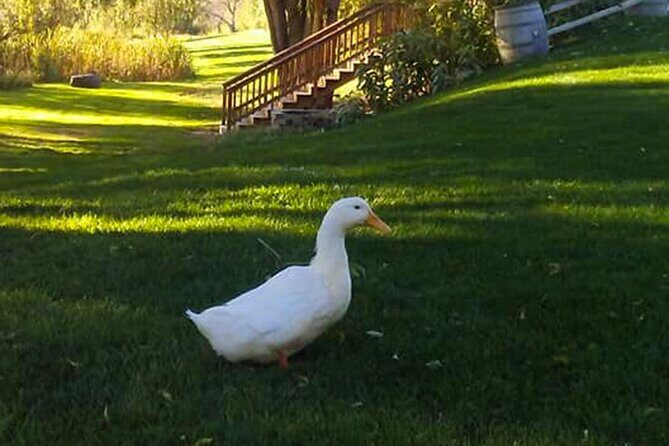 Guided Half-Day Tour Scenic Adventure & Wine Tasting Tour - What to Expect in Terms of Logistics