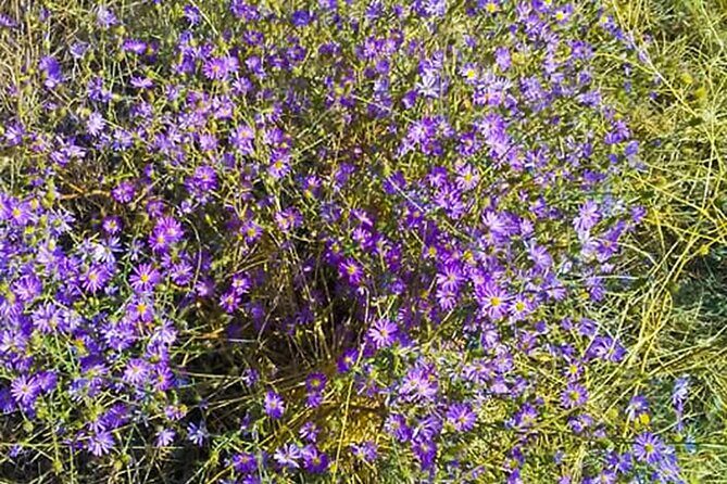 Guided Half-Day Tour Scenic Adventure & Wine Tasting Tour - Who Should Consider This Tour?