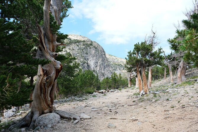 Guided hike in Rockies - Half Day Trip - Practical Tips for Your Hike