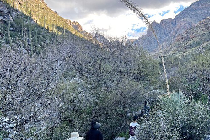 Guided Hike in the Sonoran Desert - What to Expect During the Hike