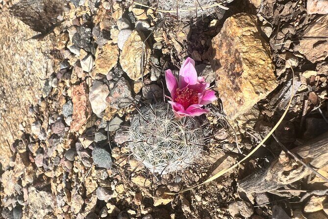 Guided Hike in the Sonoran Desert - The Experience and the Value