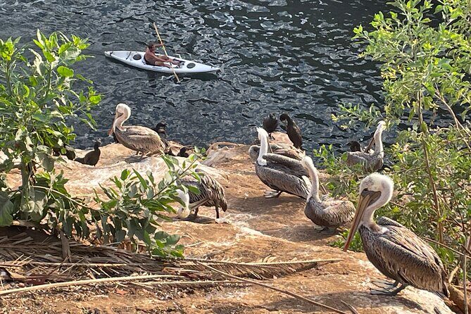 Guided Historic La Jolla Village Walking Tour - FAQ
