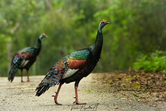 Guided historical tours at the Mayan cities! - Practical Details to Keep in Mind