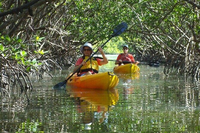 Guided Kayak Dolphin Eco Tour in Pelican Bay - Discovering Pelican Bay’s Calm Waters and Its Wildlife