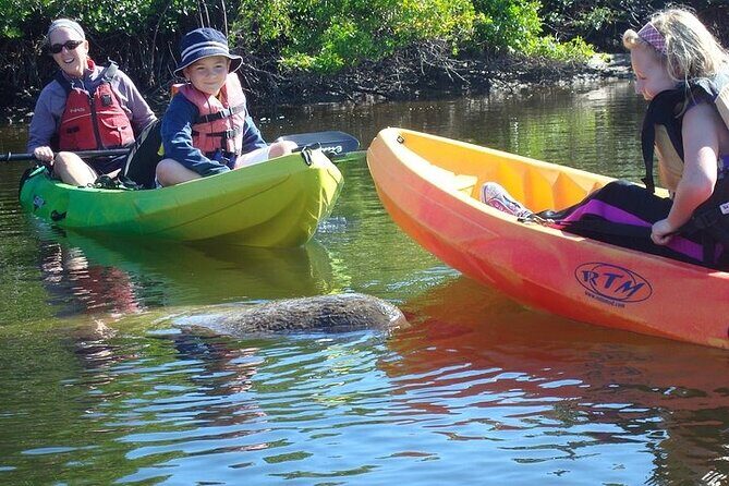 Guided Kayak Dolphin Eco Tour in Pelican Bay - The Sum Up