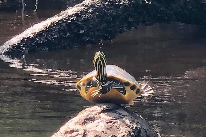 Guided Kayak Eco Tour: Real Florida Adventure - Who Will Love This Tour?