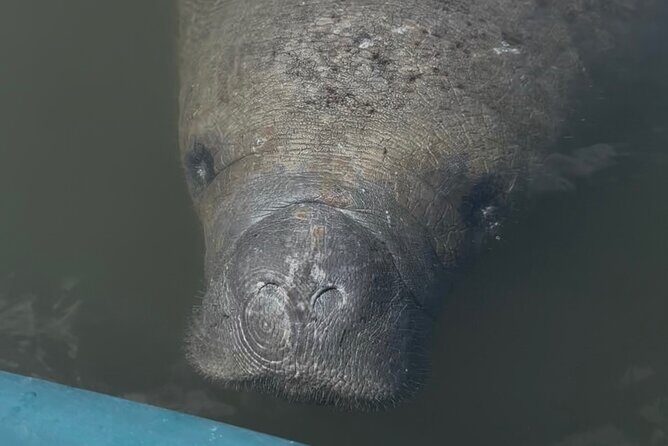 Guided Kayak Experience at EG Simmons Park - Practical Details: What You Should Know Before Booking