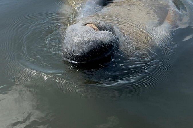 Guided Kayak Experience at EG Simmons Park - Final Thoughts: Is This Tour Worth It?