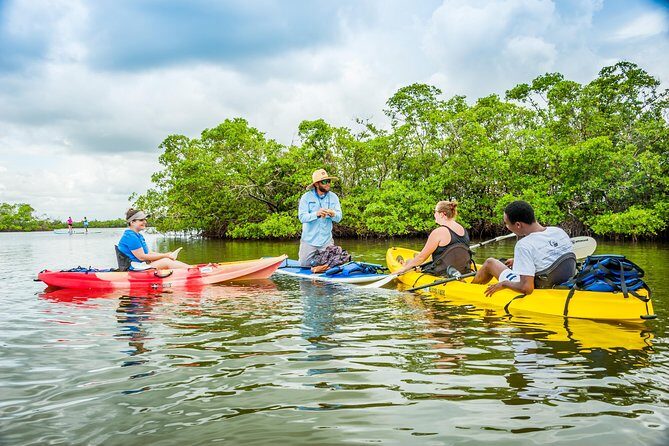 Guided Kayak Mangrove Ecotour in Rookery Bay Reserve, Naples - Who Will Love This Tour?