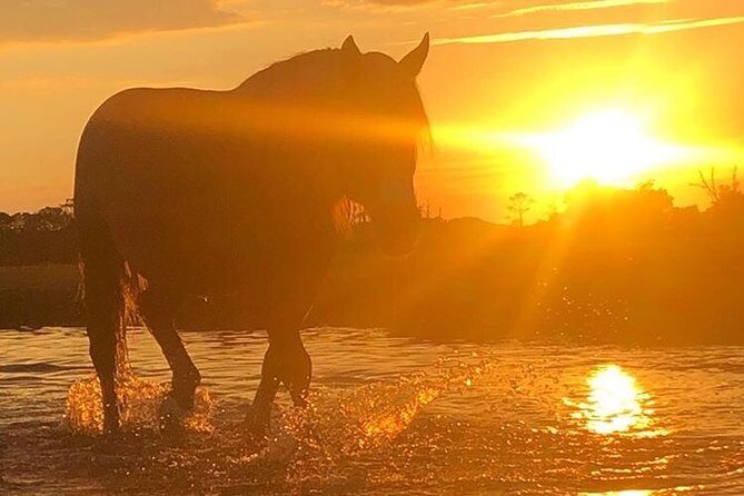 Guided Kayak Tour to see ponies, birds, dolphins and more - Frequently Asked Questions