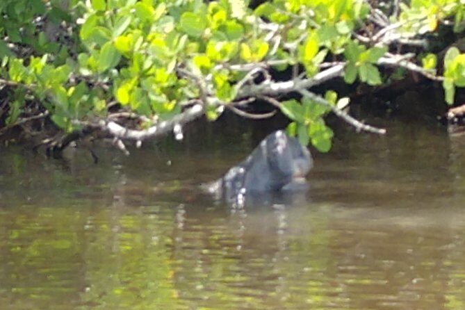 Guided Kayak Tour with Manatee & Dolphin Sightings - The Itinerary: What to Expect