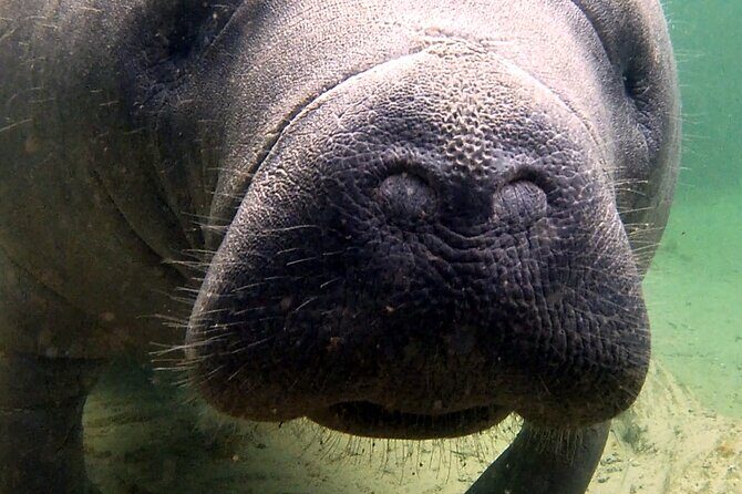 Guided Kayaking Manatee Tour near Orlando - What You Can Expect from the Tour