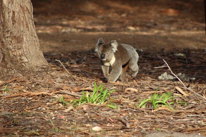 Guided Koala Walk and Bushfire ecology tour - Who Should Consider This Tour?