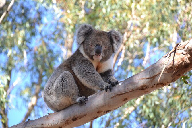 Guided Koala Walk and Bushfire ecology tour - FAQs