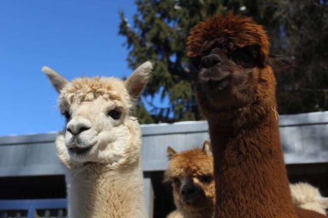 Guided Lilymoore Alpaca Farm Tour - Key Points