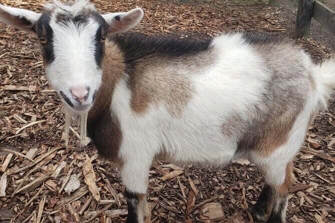 Guided Lilymoore Alpaca Farm Tour - The Value of the Lilymoore Alpaca Farm Tour