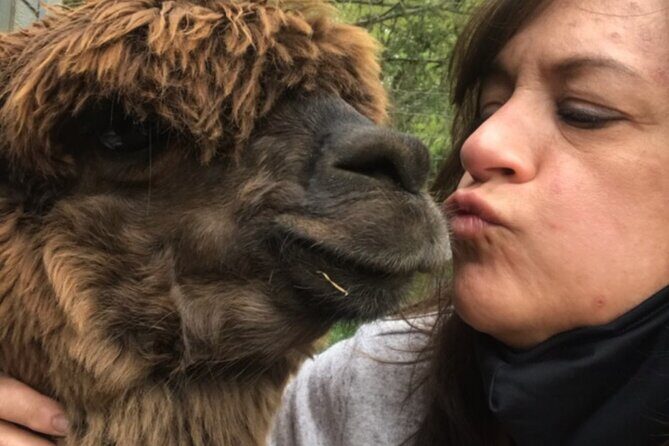 Guided Lilymoore Alpaca Farm Tour - FAQ