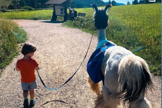 Guided Llama Hike in the Rocky Mountains - Exploring the Guided Llama Hike in the Rocky Mountains: A Down-to-Earth Review