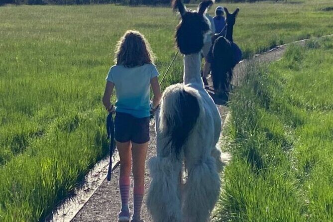 Guided Llama Hike in the Rocky Mountains - Practical Tips for Your Llama Hike
