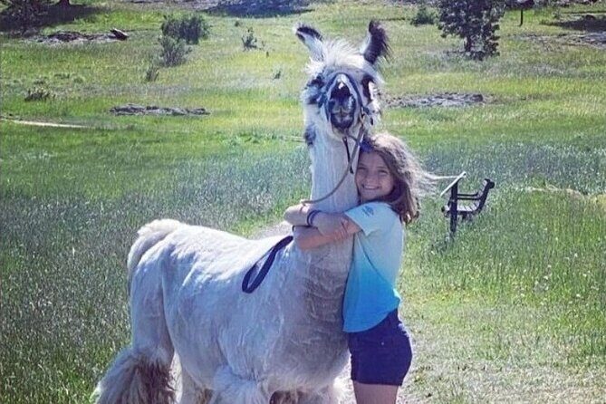 Guided Llama Hike in the Rocky Mountains - Authentic Traveler Insights