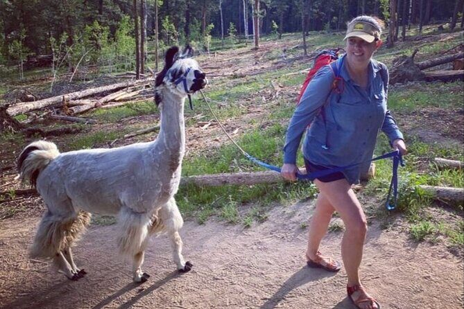 Guided Llama Hike in the Rocky Mountains - Who Should Consider This Experience?